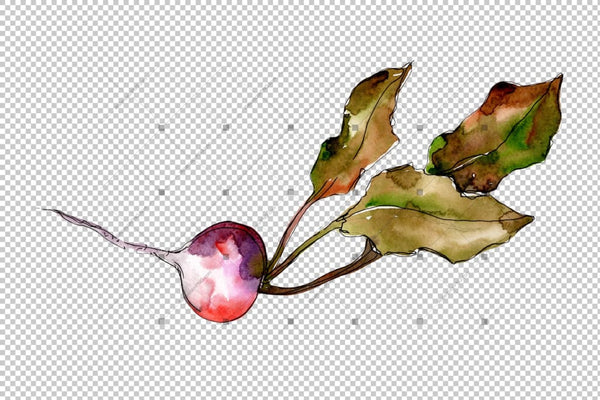 Red Radish Vegetables Png Watercolor Set Digital