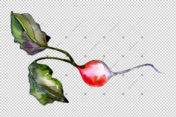 Red Radish Vegetables Png Watercolor Set Digital