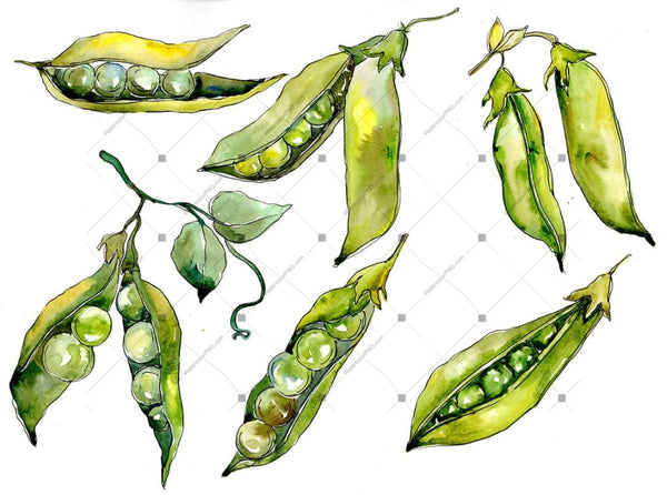 Pea Seed Vegetables Png Watercolor Set Digital