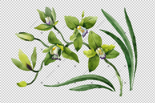 Green Orchid Flower Png Watercolor Set Flower