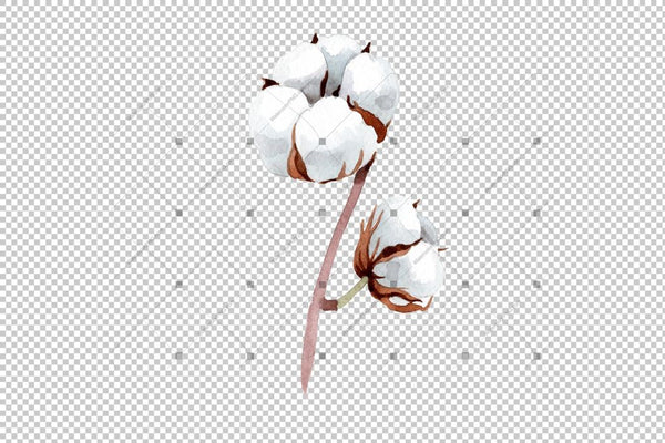 Cotton Soft Flower Png Watercolor Set Flower