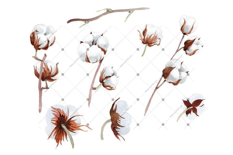 Cotton Soft Flower Png Watercolor Set Flower