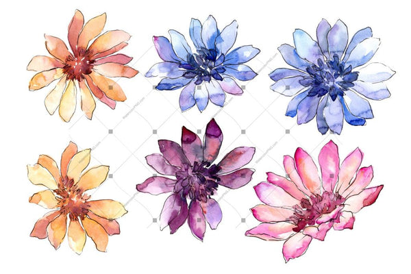 Colorful African Marguerite Png Watercolor Set Flower
