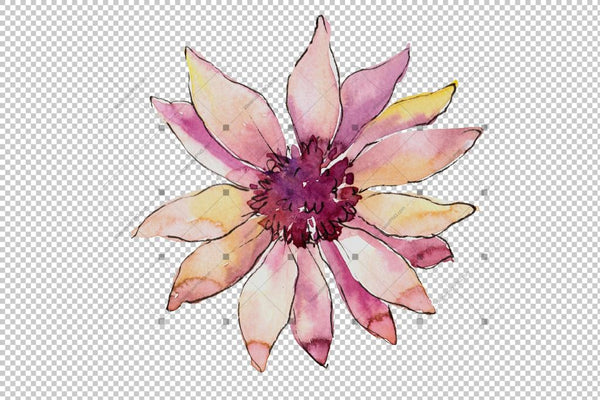 African Daisy Flower Watercolor Png Set Flower