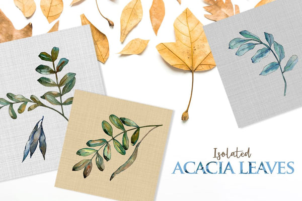 Acacia leaves Watercolor png Digital