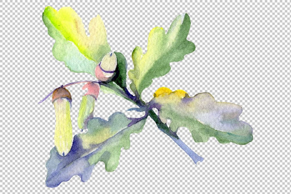 Acorn Watercolor png Flower
