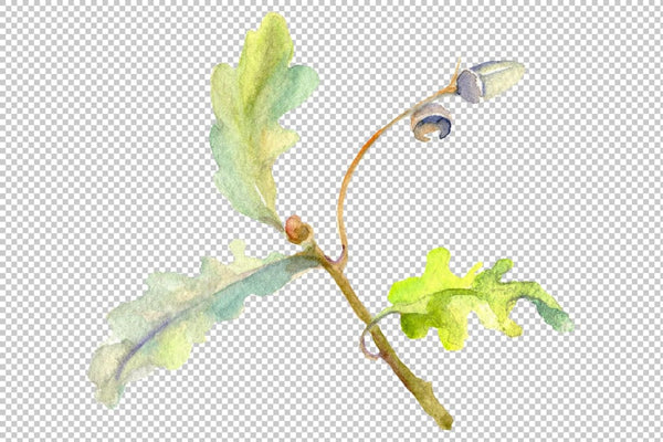 Acorn Watercolor png Flower