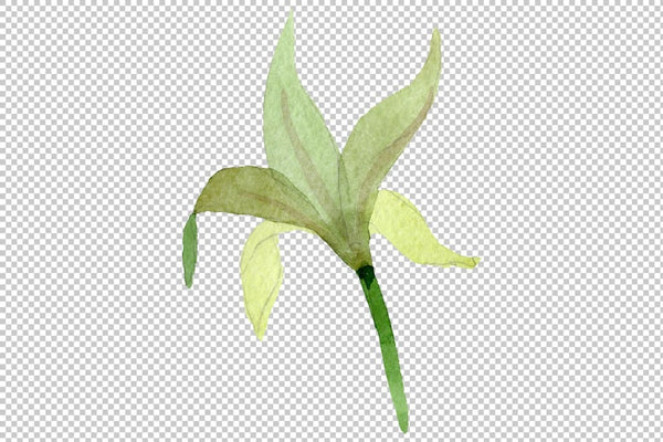 Amarilis watercolor png Flower