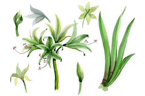 Amarilis watercolor png Flower