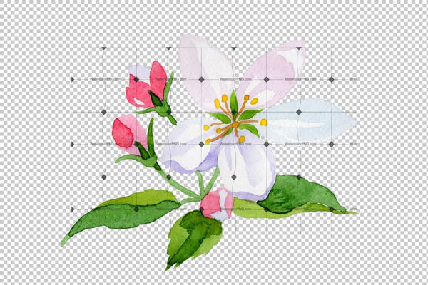 Apple Blossom Png Watercolor Set Flower