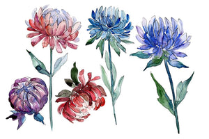 Aster flowers Strength of feelings watercolor png Flower