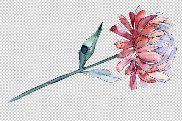Aster flowers Strength of feelings watercolor png Flower