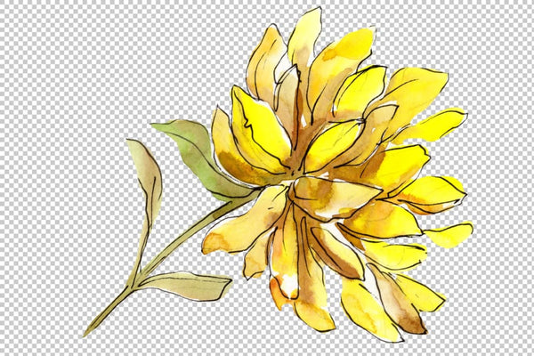 Aster flowers yellow- red watercolor png Flower
