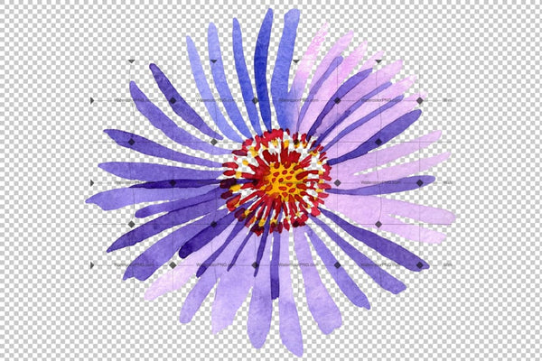 Asters Watercolor png Flower
