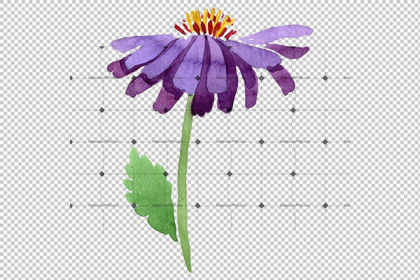 Asters Watercolor png Flower