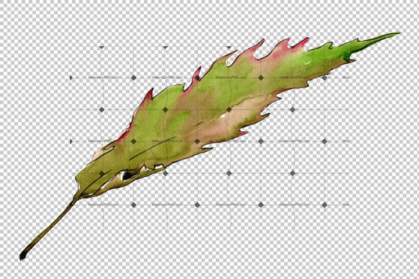 Autumn Chestnut Png Watercolor Plant Set Digital