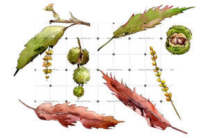 Autumn Chestnut Png Watercolor Plant Set Digital