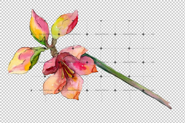 Beautiful Watercolor Amaryllis Png Set Flower