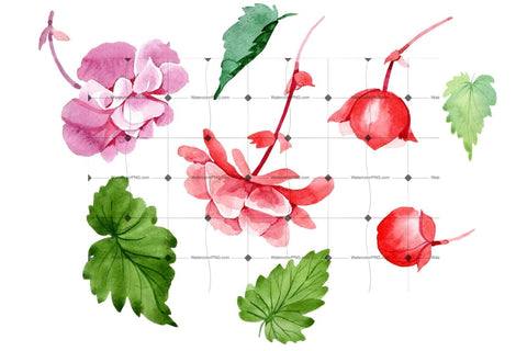 Begonia Flower Plant Png Watercolor Set Flower
