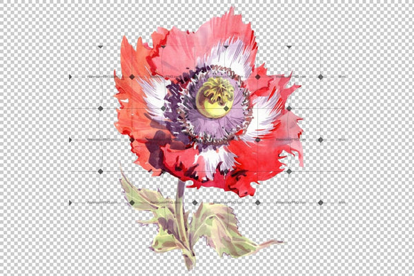 Big Red Poppy Flower Png Watercolor Set Flower