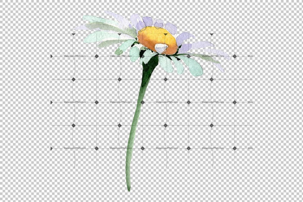 Big White Chamomile Watercolor Png Flower