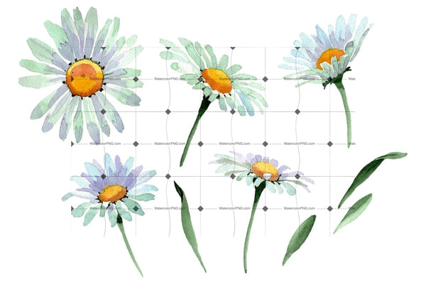 Big White Chamomile Watercolor Png Flower