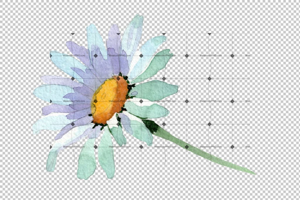 Big White Chamomile Watercolor Png Flower