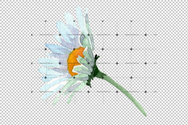 Big White Chamomile Watercolor Png Flower