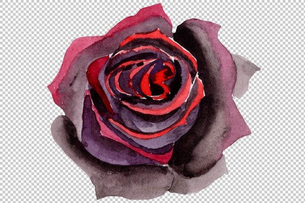 Black Rose flower Watercolor png Flower