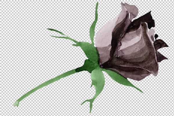 Black Rose flower Watercolor png Flower