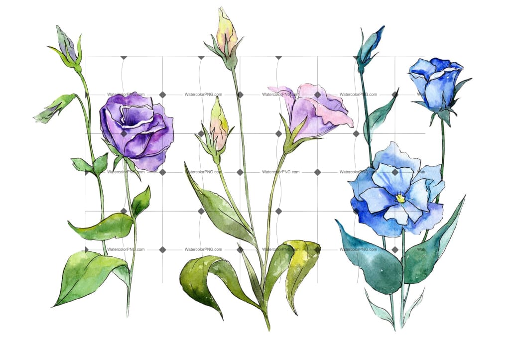 Blue And Purple Eustoma Png Watercolor Set Flower