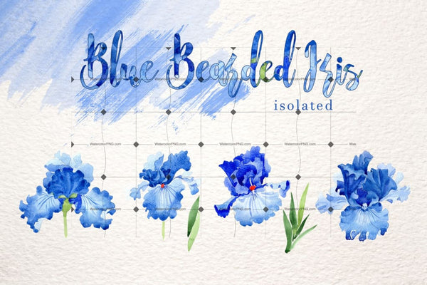 Blue Bearded Iris Png Watercolor Set Digital