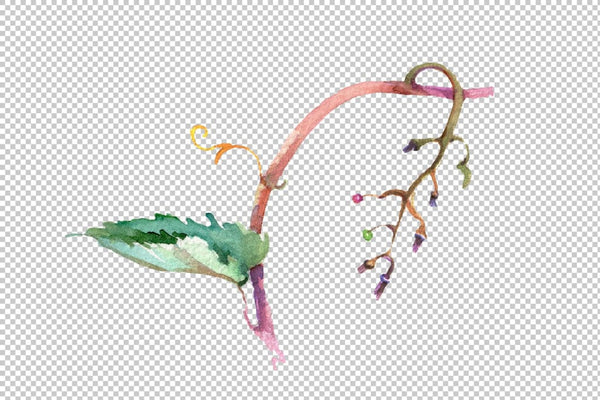 Blue grapes Watercolor png Flower
