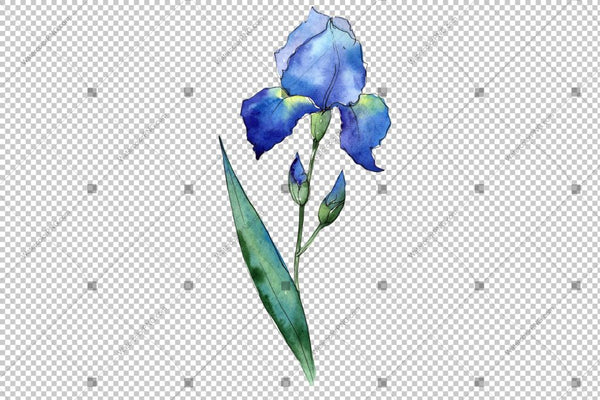 Blue Irises Flowers Watercolor Png Flower