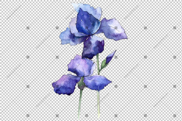 Blue Irises Flowers Watercolor Png Flower