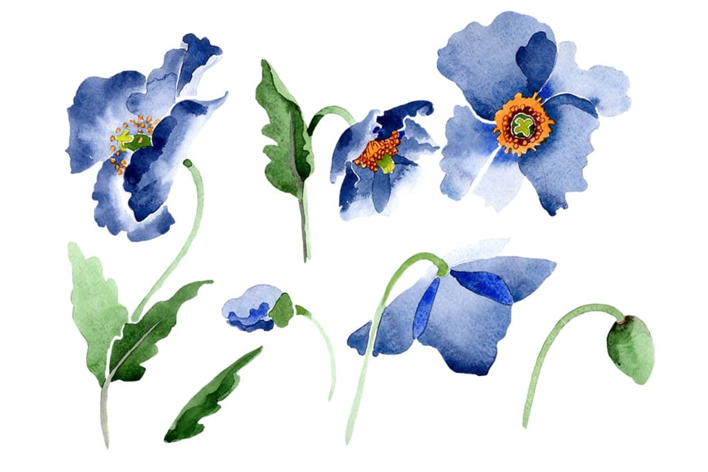 Blue poppy flower Watercolor png Flower