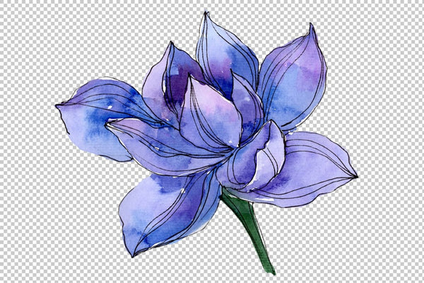 Blue watercolor lotus flower png Flower
