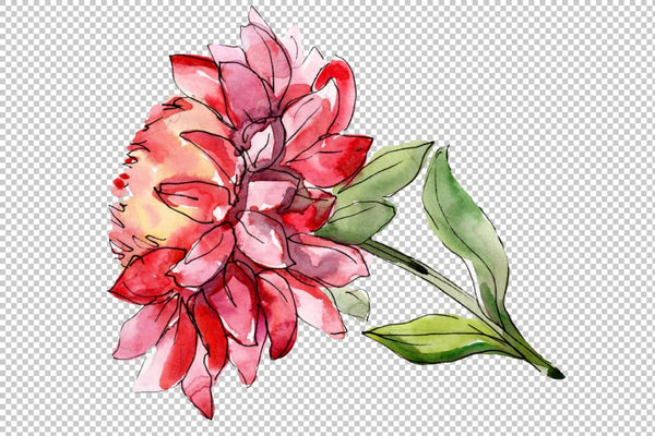 Bouquet of asters and daisies watercolor png Flower