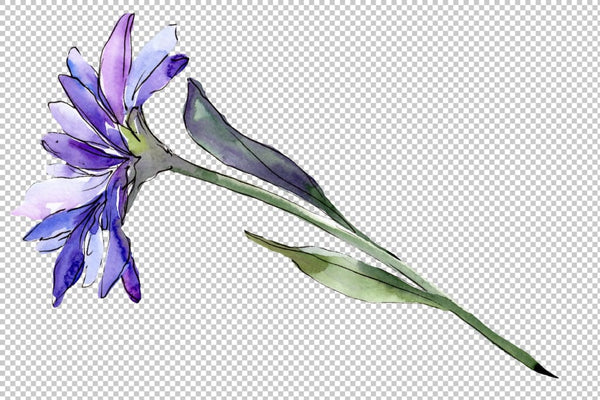 Bouquet of flowers aster Forest Fairy watercolor PNG Flower