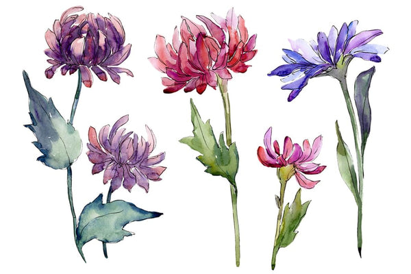 Bouquet of flowers aster Forest Fairy watercolor PNG Flower