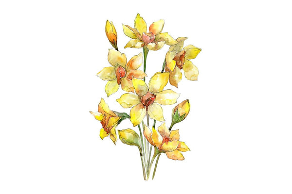 Bouquet of narcissus yellow flower Watercolor png Flower