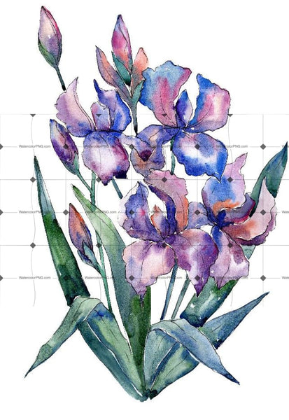 Bouquet Of Violet Irises Png Watercolor Set Flower
