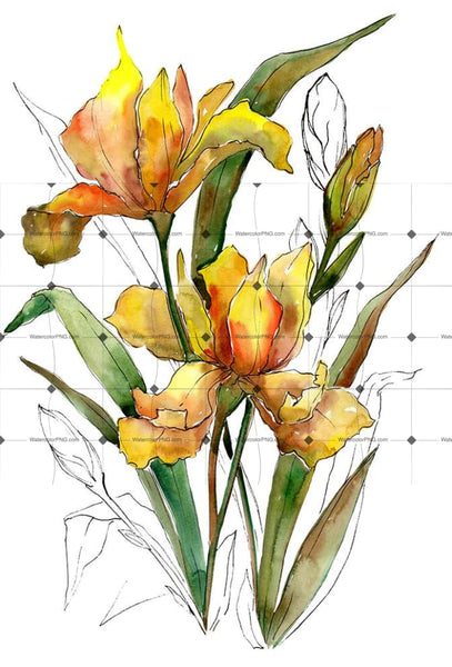 Bouquet Of Yellow Irises Png Watercolor Set Flower