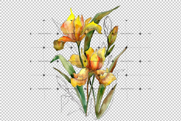 Bouquet Of Yellow Irises Png Watercolor Set Flower
