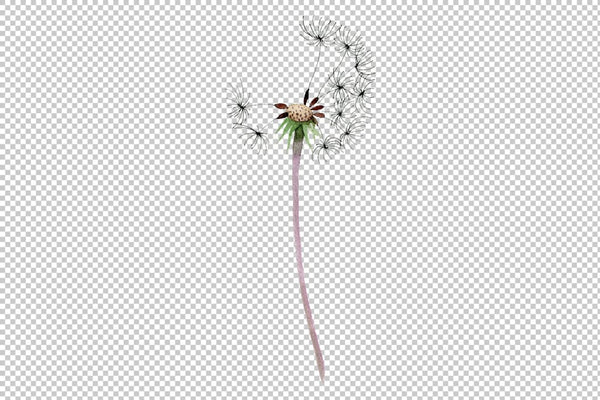 Bouquet rainbow dandelion watercolor png Flower