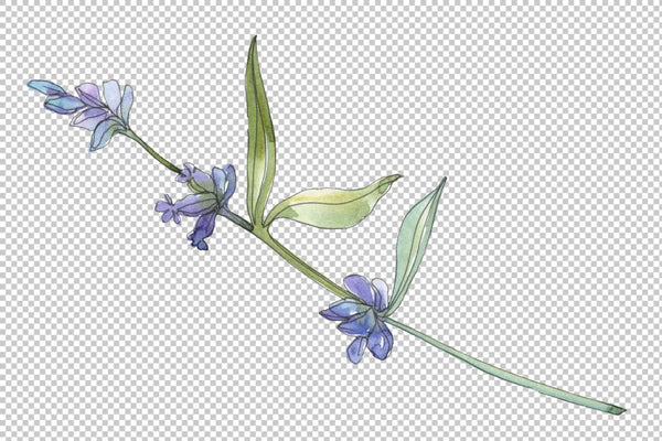 Bouquet summer breeze lavender watercolor png Flower