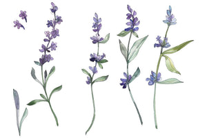 Bouquet summer breeze lavender watercolor png Flower