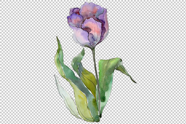Bouquet with tulips Diodorus watercolor png Flower