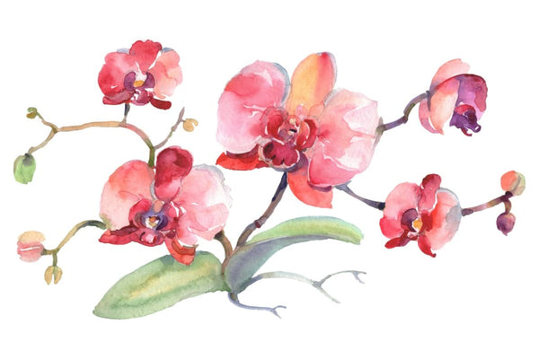 Branch of pink orchids Watercolor png Flower