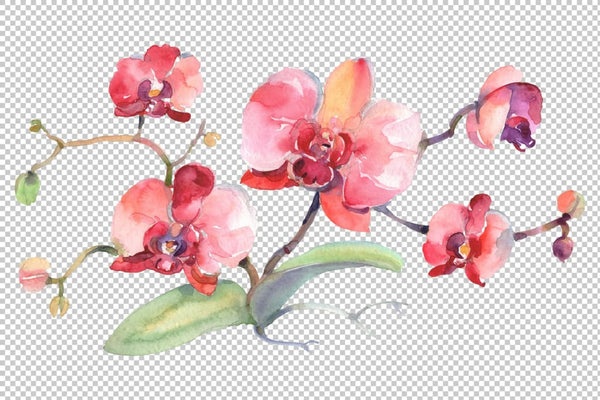 Branch of pink orchids Watercolor png Flower